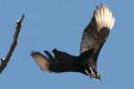 Black Vulture