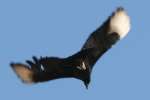 Black Vulture