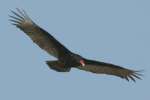Turkey Vulture