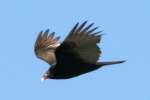 Turkey Vulture