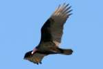 Turkey Vulture