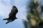 Turkey Vulture
