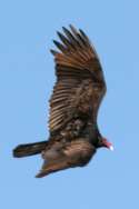 Turkey Vulture