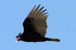Turkey Vulture