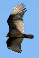 Turkey Vulture
