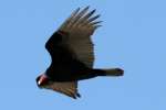 Turkey Vulture