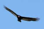 Turkey Vulture