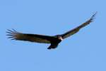 Turkey Vulture