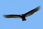 Turkey Vulture