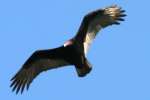 Turkey Vulture