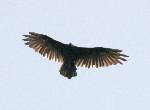 Turkey Vulture