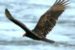 Turkey Vulture