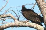 Turkey Vulture
