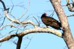 Turkey Vulture