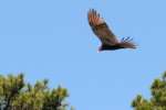 Turkey Vulture