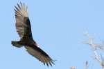 Turkey Vulture