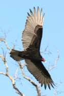 Turkey Vulture