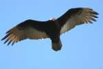 Turkey Vulture
