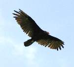 Turkey Vulture