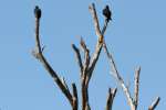 Turkey Vulture