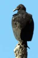 Turkey Vulture