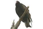 Turkey Vulture