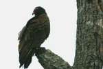 Turkey Vulture