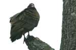 Turkey Vulture