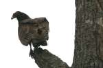 Turkey Vulture
