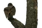 Turkey Vulture