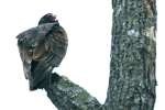 Turkey Vulture