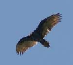 Turkey Vulture