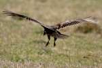 Turkey Vulture