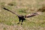 Turkey Vulture