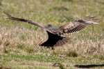 Turkey Vulture