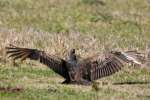 Turkey Vulture