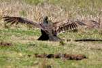 Turkey Vulture