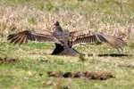 Turkey Vulture