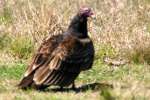 Turkey Vulture