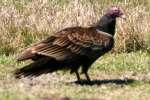 Turkey Vulture