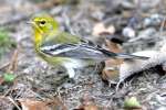 Pine Warbler