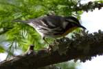Yellow-throated Warbler