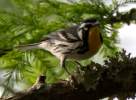 Yellow-throated Warbler
