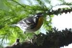 Yellow-throated Warbler