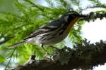 Yellow-throated Warbler
