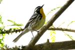 Yellow-throated Warbler