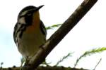 Yellow-throated Warbler