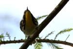 Yellow-throated Warbler