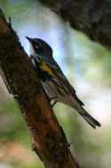 Yellow-rumped Myrtle Warbler