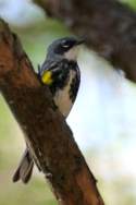 Yellow-rumped Myrtle Warbler